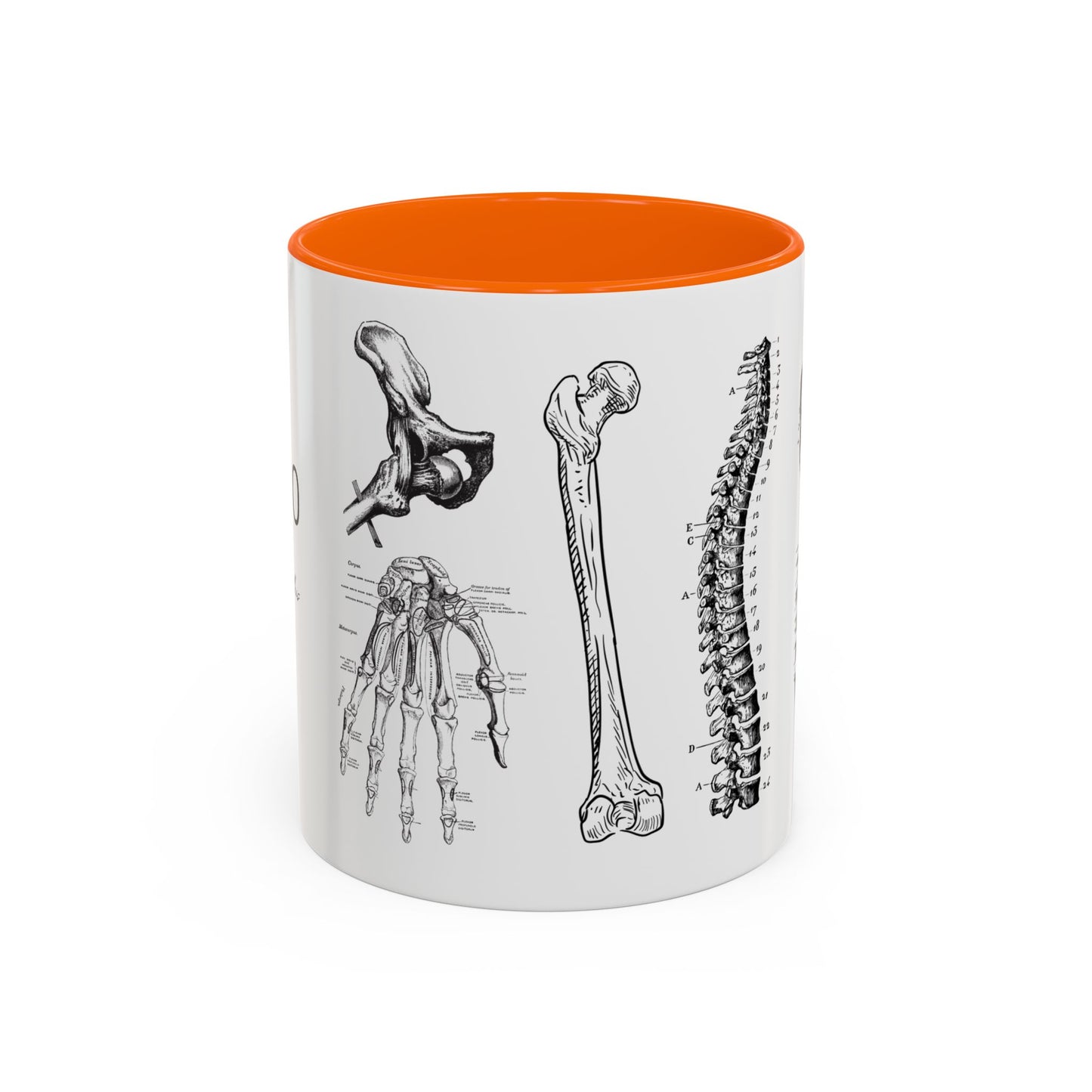 Orthopedic Surgery Mug, Bone Anatomy Coffee Cup, Orthopedist Gift Idea, Medical Anatomy Mug, Doctor Appreciation, Healthcare Worker Gift