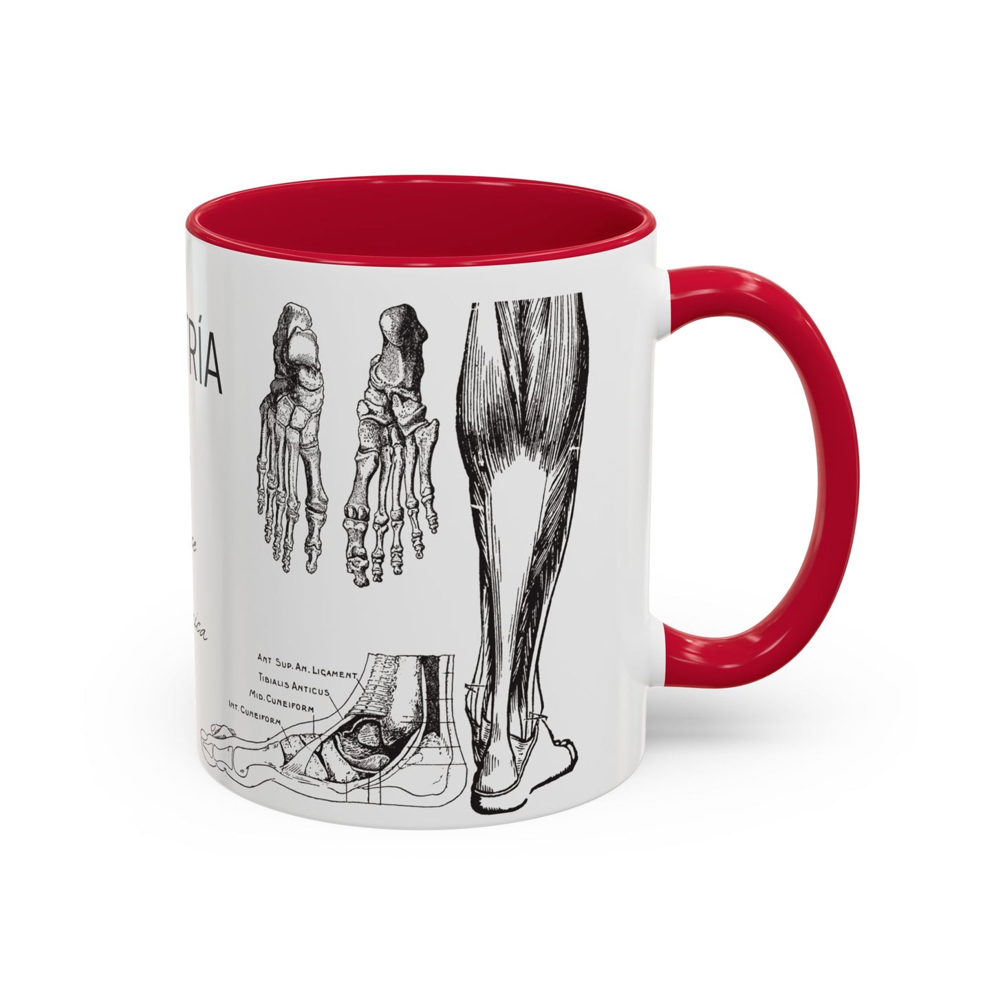 Taza Podología Pie Anatómico, Regalo Podólogo, Taza Anatomía Médica, Taza Doctor, Taza Estudiante Medicina, Personal Sanitario