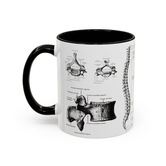 Anatomical Spine Mug, Medical Student Gift, Doctor, Nurse, Neurosurgeon