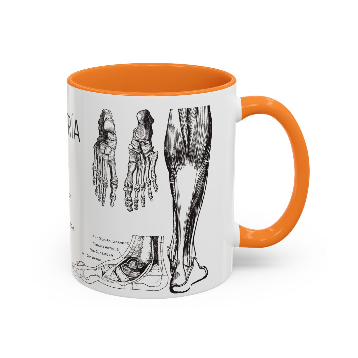 Taza Podología Pie Anatómico, Regalo Podólogo, Taza Anatomía Médica, Taza Doctor, Taza Estudiante Medicina, Personal Sanitario