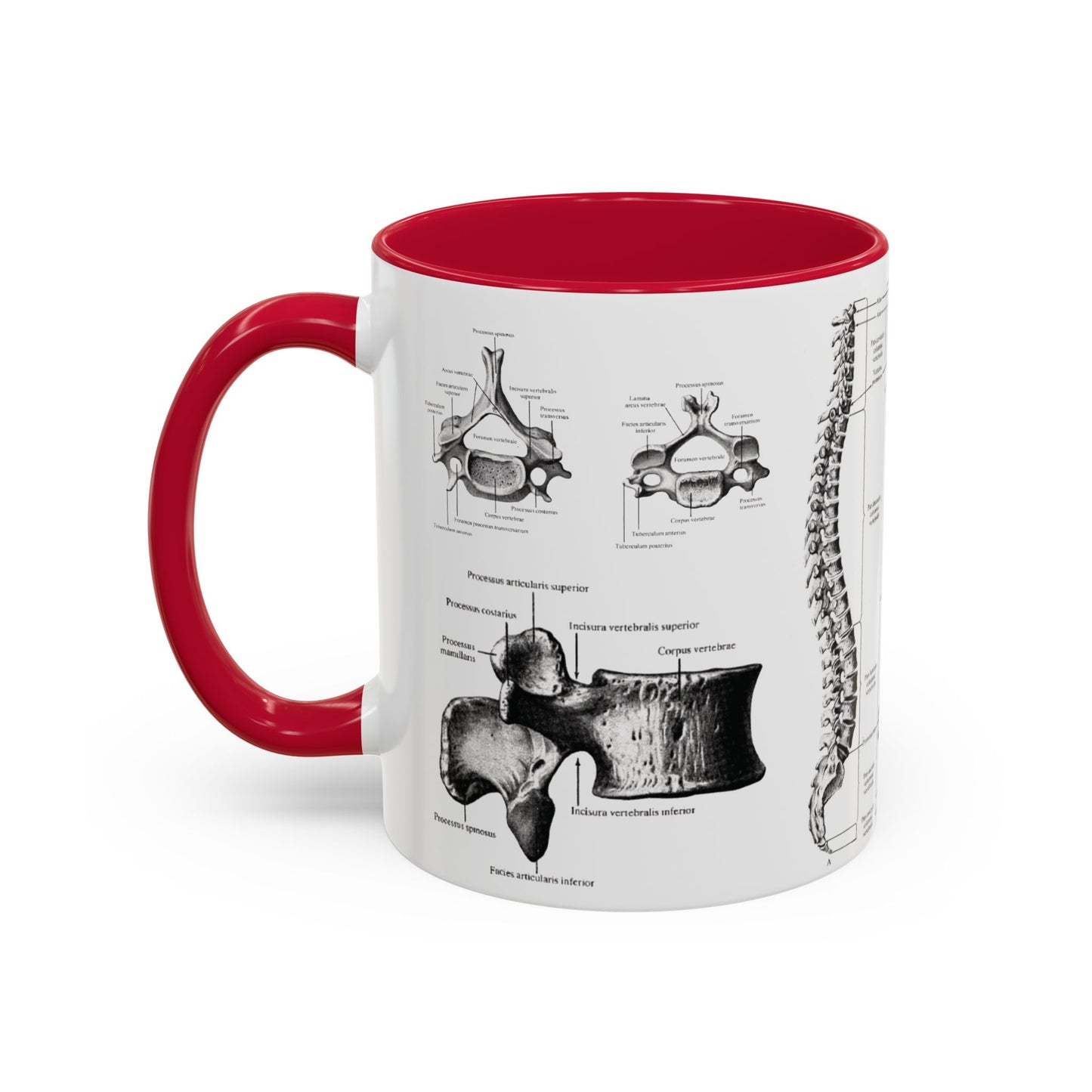 Anatomical Spine Mug, Medical Student Gift, Doctor, Nurse, Neurosurgeon