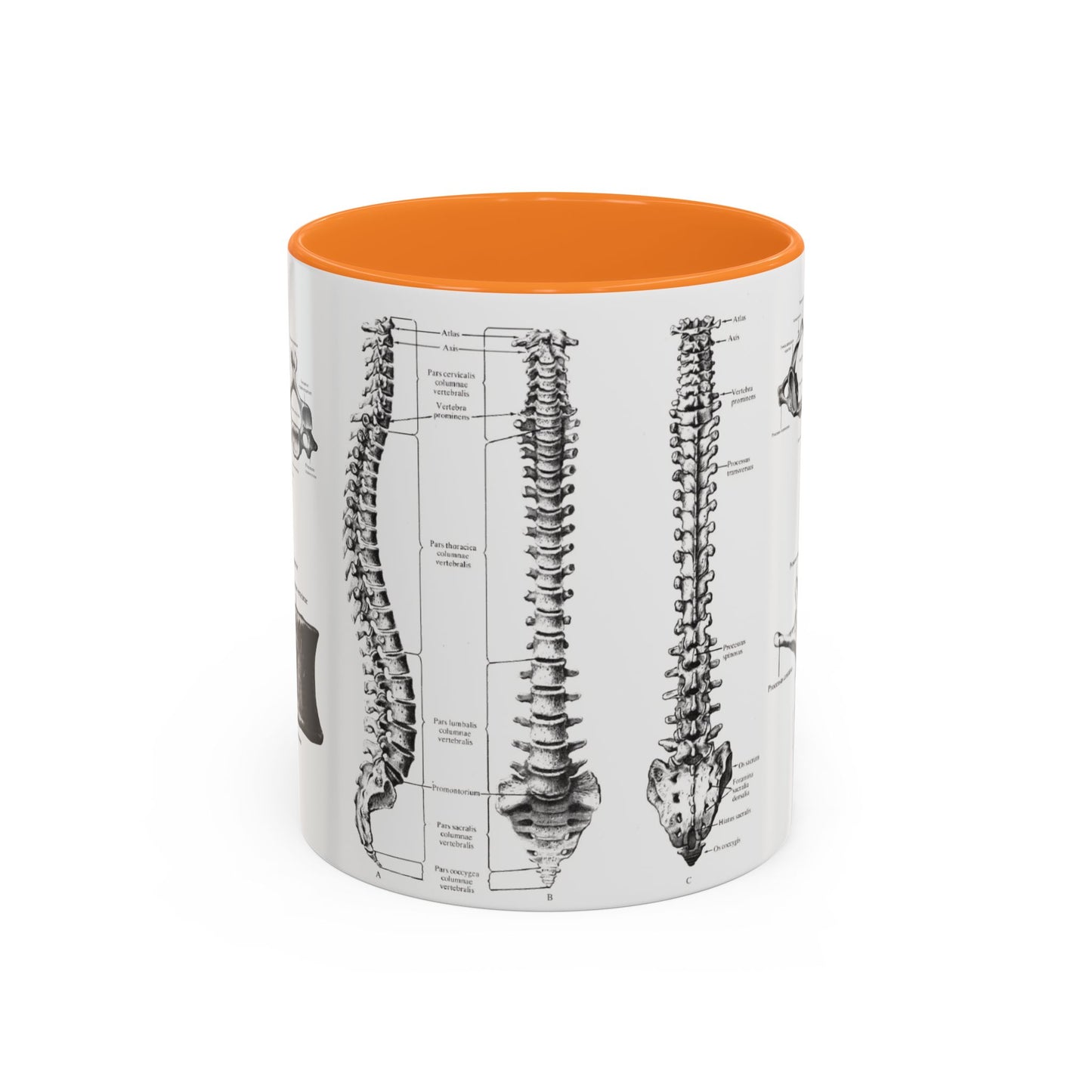 Anatomical Spine Mug, Medical Student Gift, Doctor, Nurse, Neurosurgeon