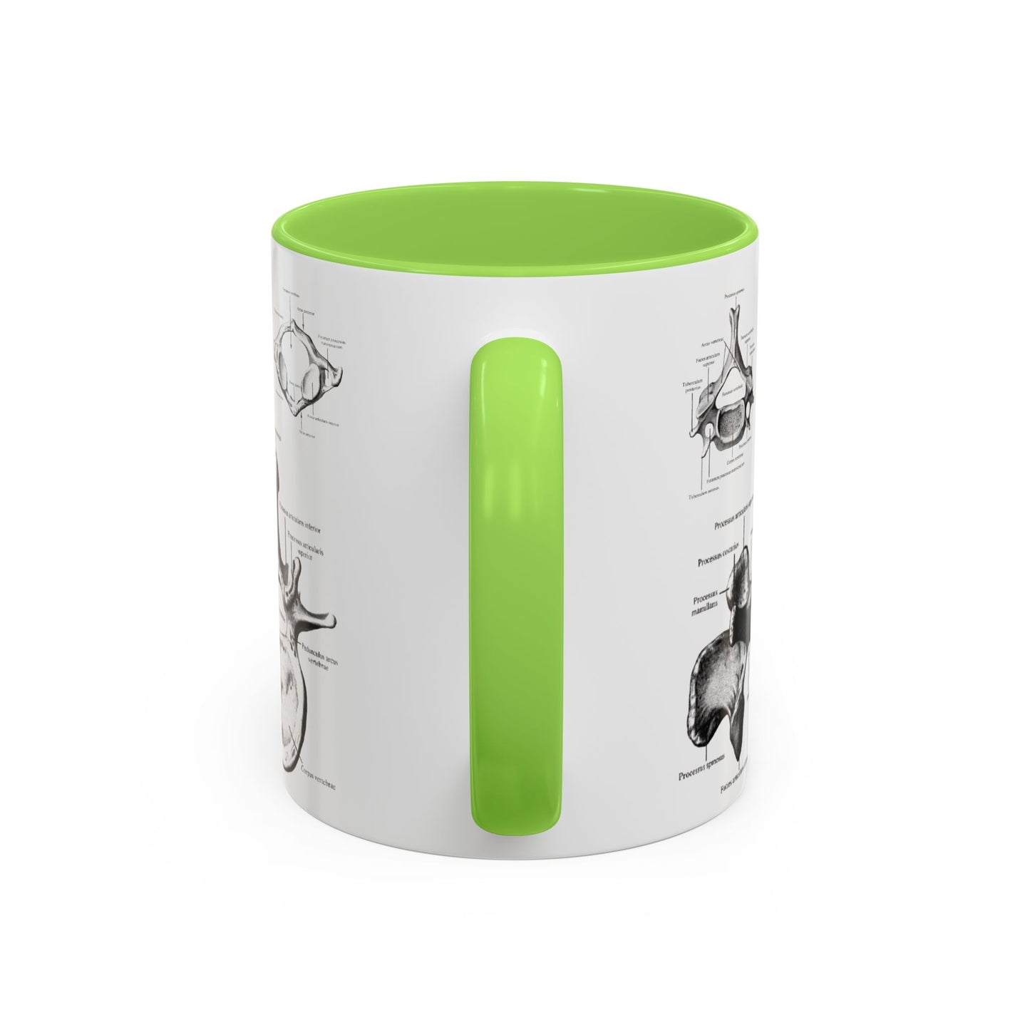 Anatomical Spine Mug, Medical Student Gift, Doctor, Nurse, Neurosurgeon