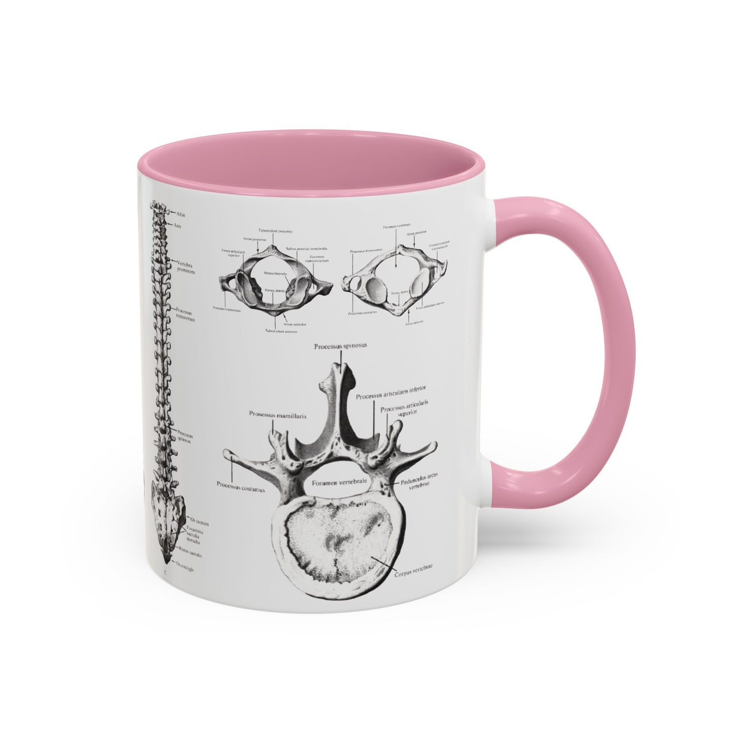 Anatomical Spine Mug, Medical Student Gift, Doctor, Nurse, Neurosurgeon