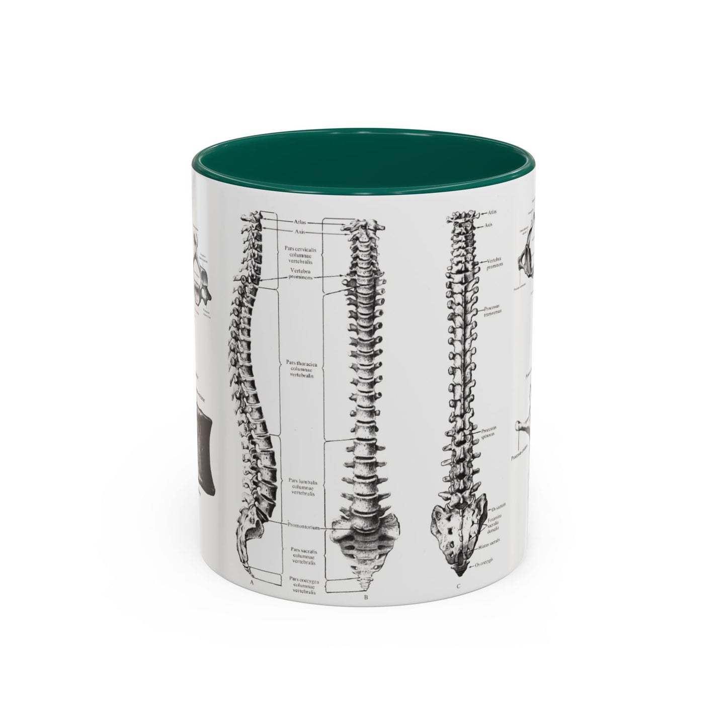 Anatomical Spine Mug, Medical Student Gift, Doctor, Nurse, Neurosurgeon