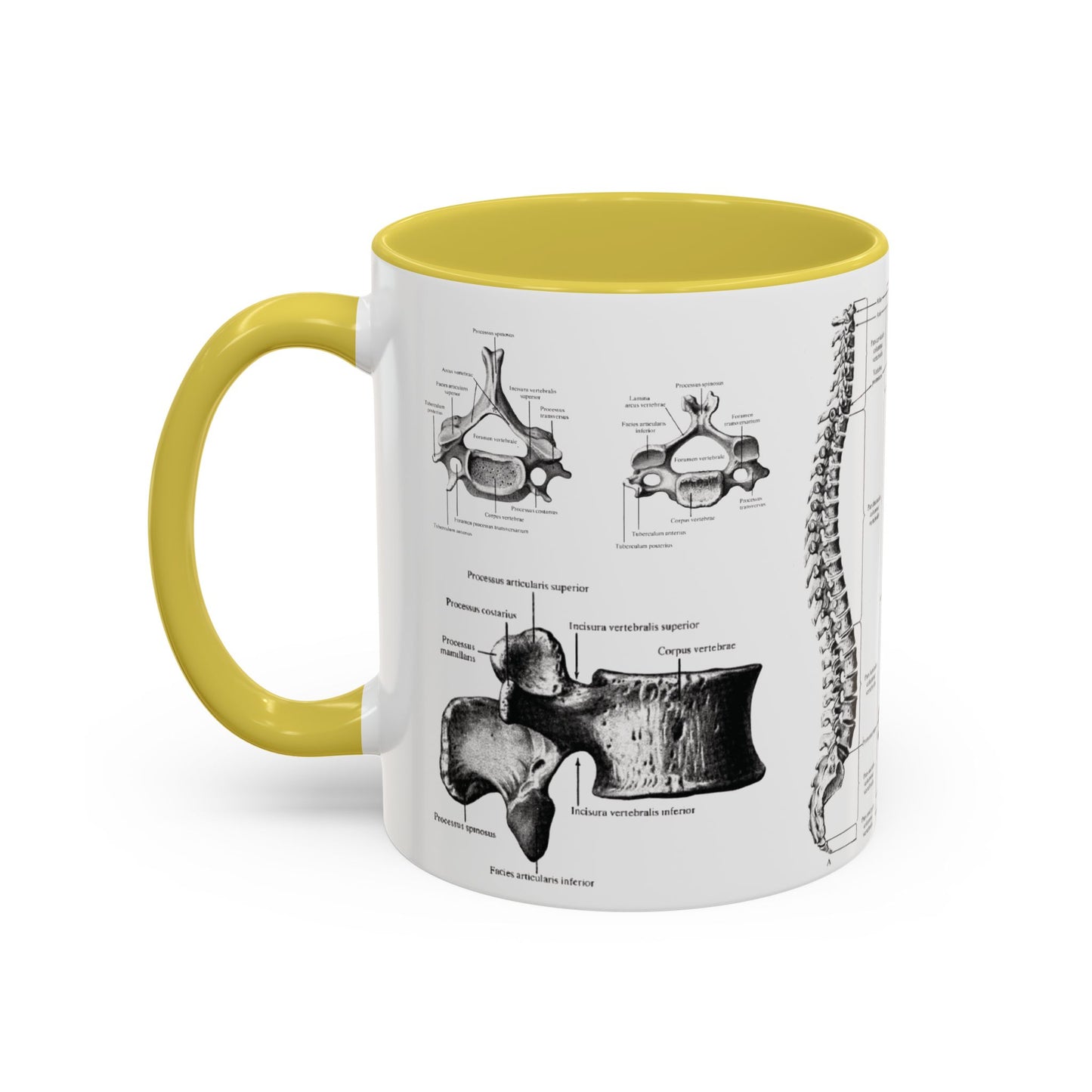 Anatomical Spine Mug, Medical Student Gift, Doctor, Nurse, Neurosurgeon