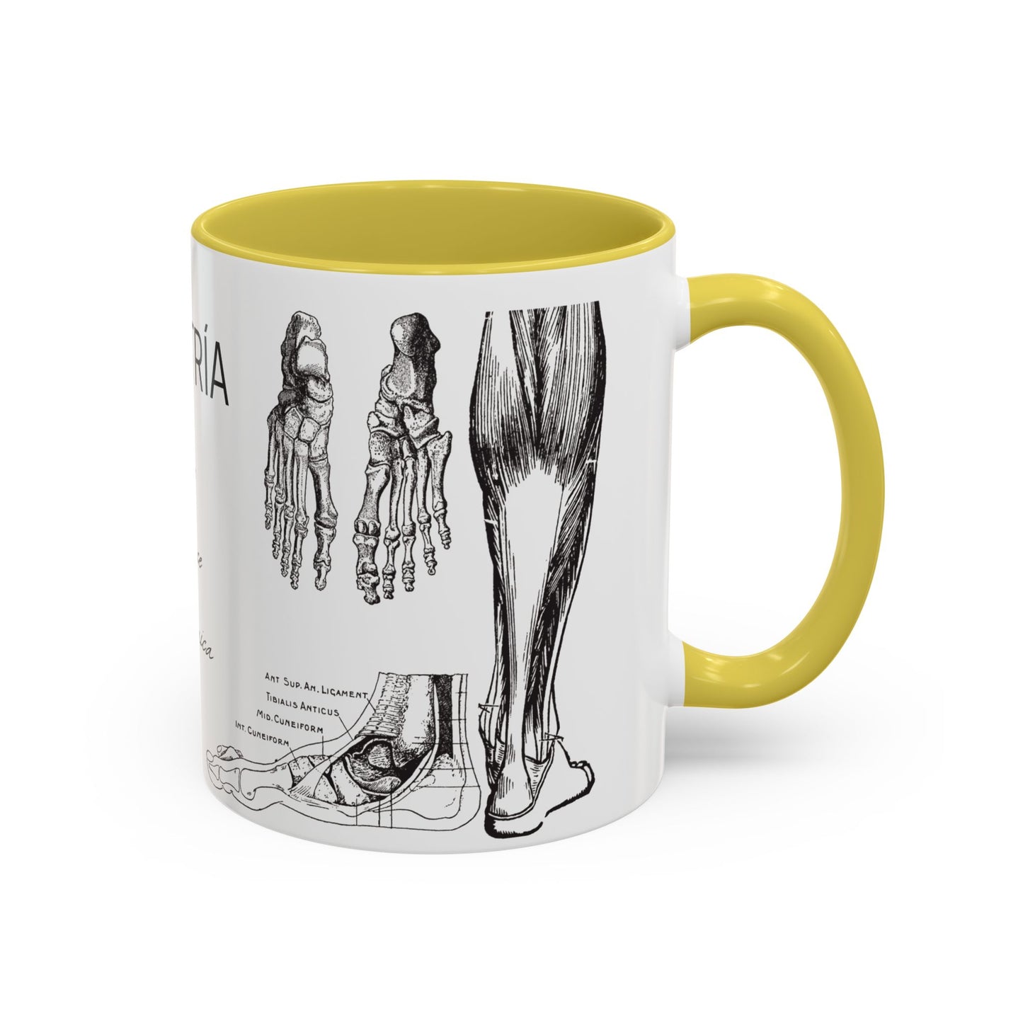 Taza Podología Pie Anatómico, Regalo Podólogo, Taza Anatomía Médica, Taza Doctor, Taza Estudiante Medicina, Personal Sanitario