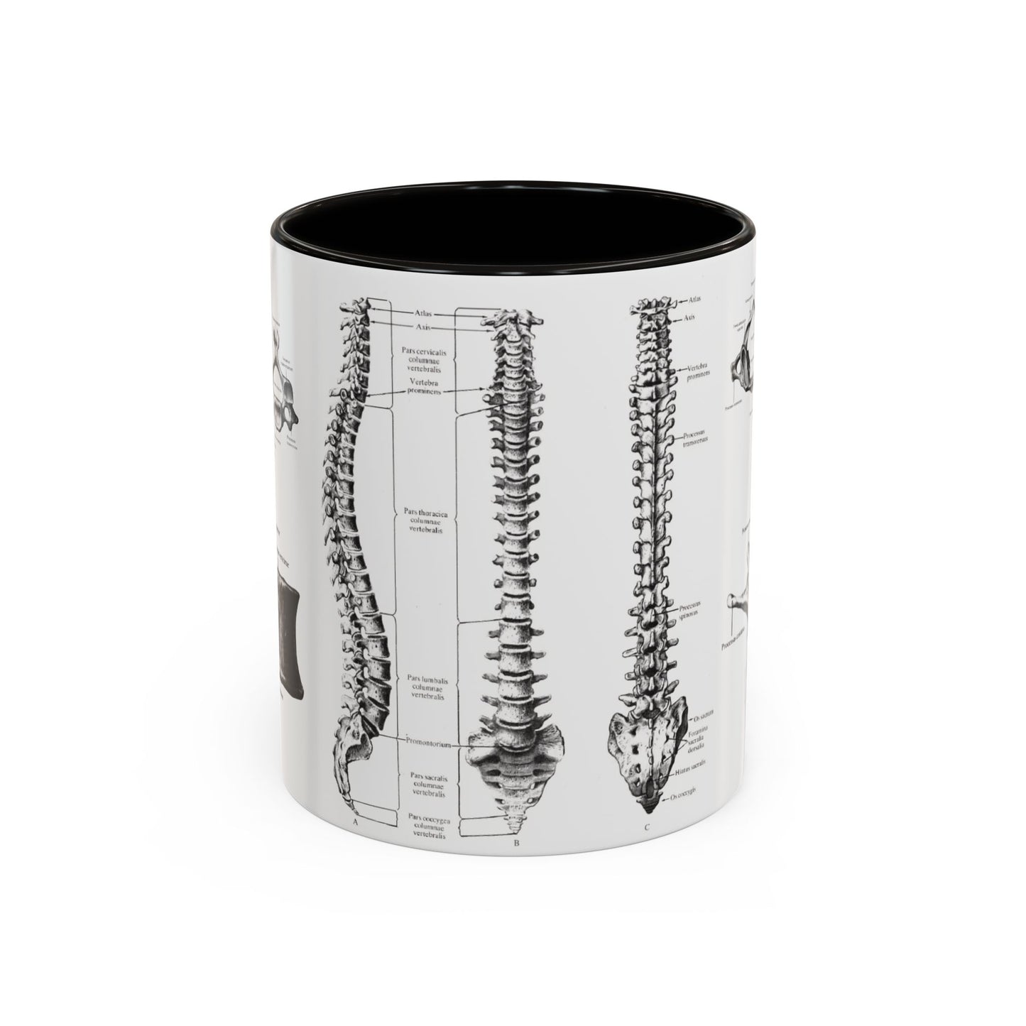 Anatomical Spine Mug, Medical Student Gift, Doctor, Nurse, Neurosurgeon
