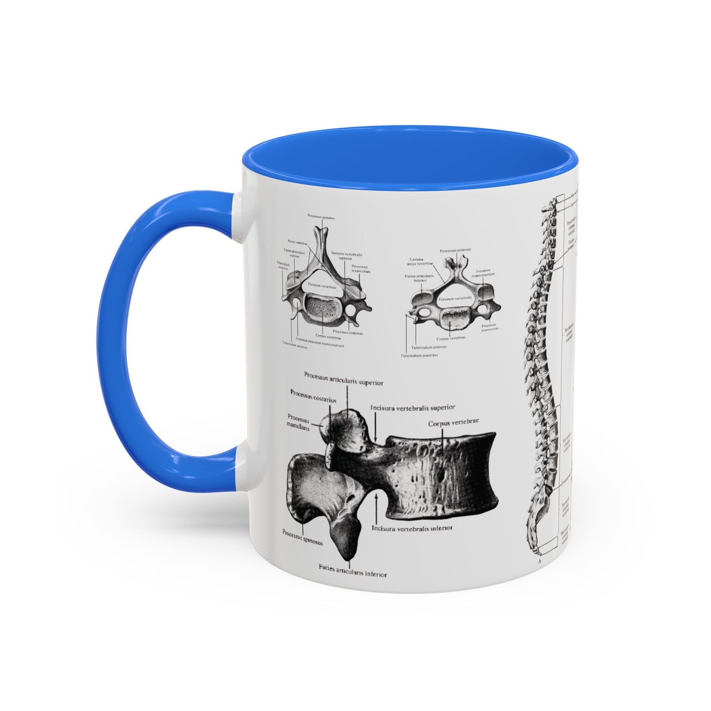 Anatomical Spine Mug, Medical Student Gift, Doctor, Nurse, Neurosurgeon