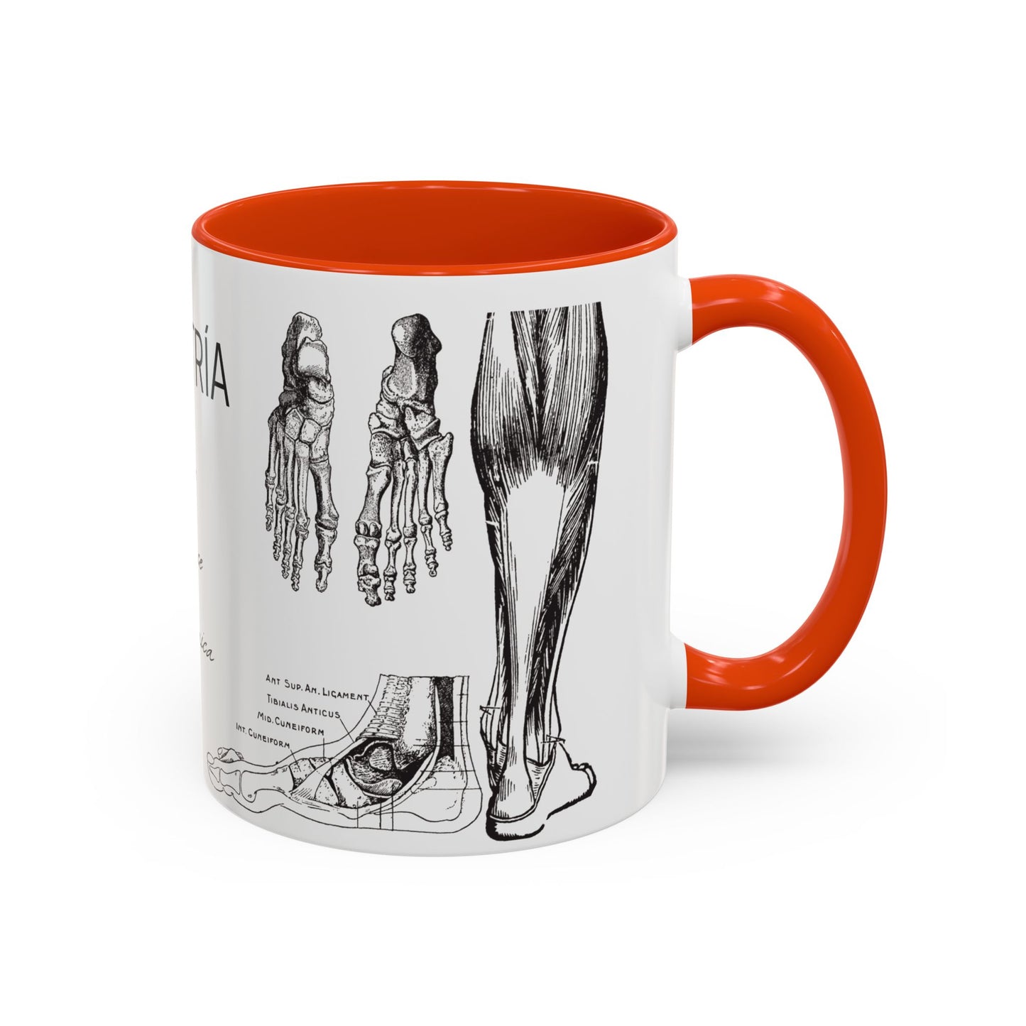 Taza Podología Pie Anatómico, Regalo Podólogo, Taza Anatomía Médica, Taza Doctor, Taza Estudiante Medicina, Personal Sanitario