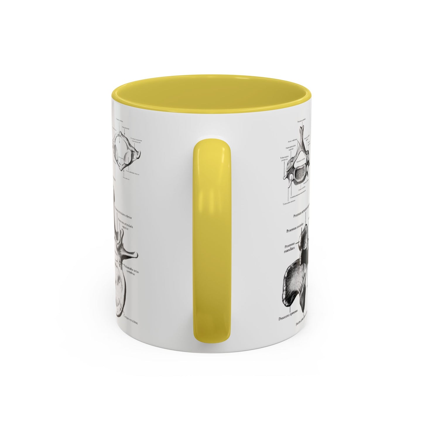 Anatomical Spine Mug, Medical Student Gift, Doctor, Nurse, Neurosurgeon