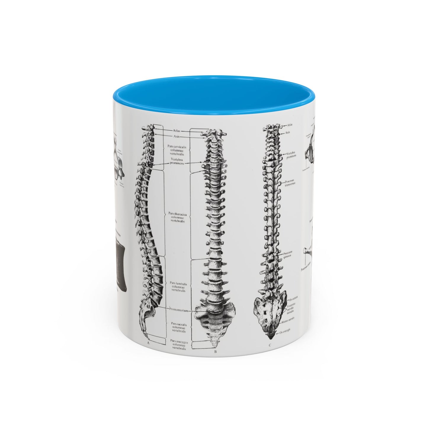 Anatomical Spine Mug, Medical Student Gift, Doctor, Nurse, Neurosurgeon