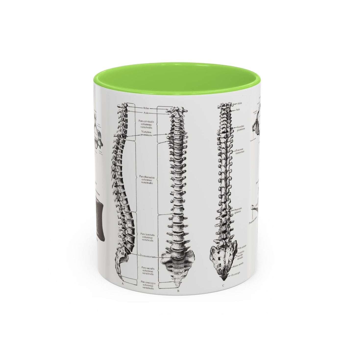 Anatomical Spine Mug, Medical Student Gift, Doctor, Nurse, Neurosurgeon
