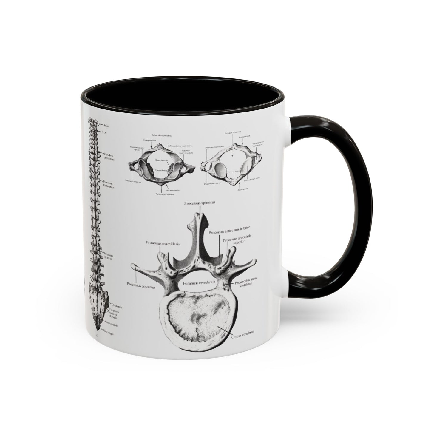 Anatomical Spine Mug, Medical Student Gift, Doctor, Nurse, Neurosurgeon