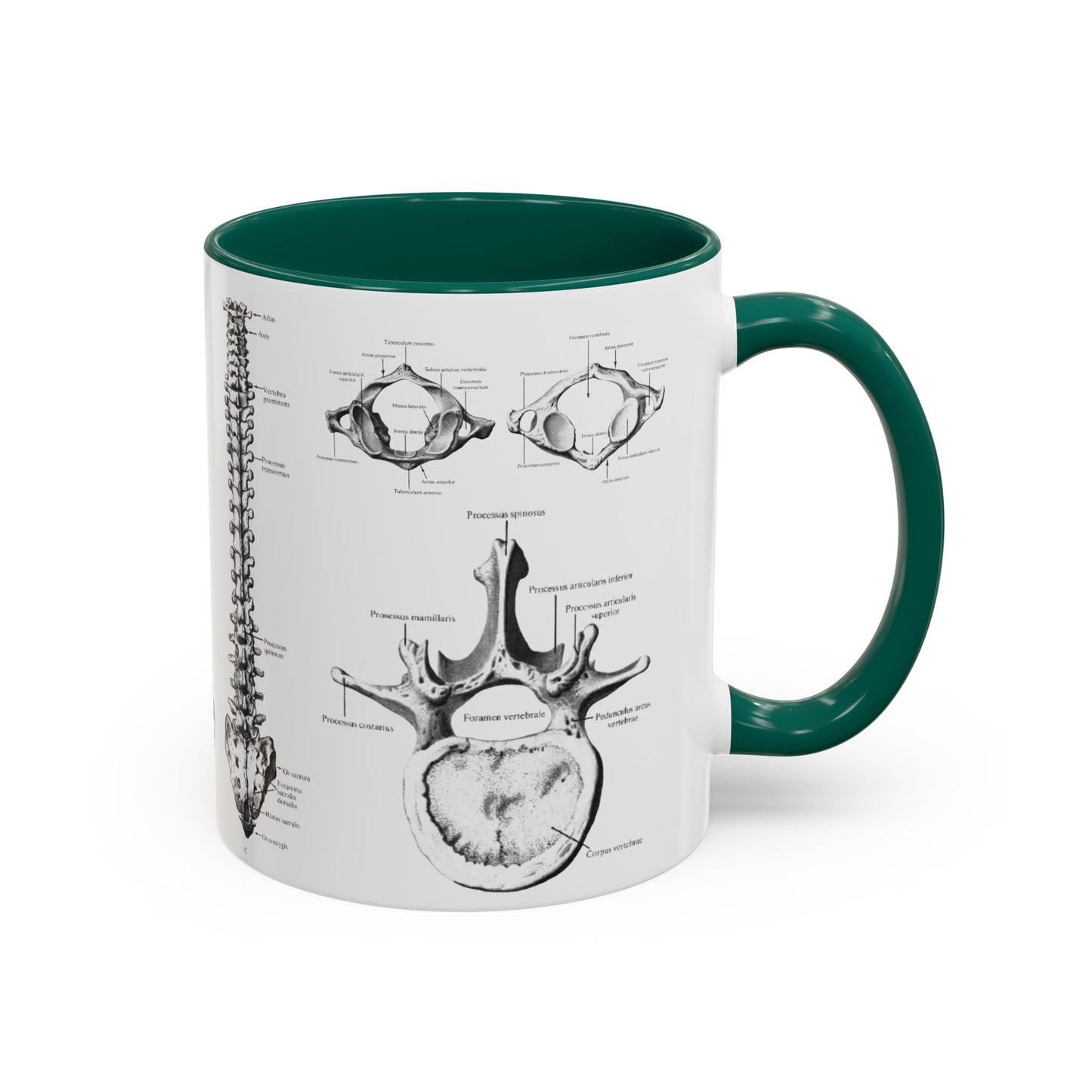 Anatomical Spine Mug, Medical Student Gift, Doctor, Nurse, Neurosurgeon