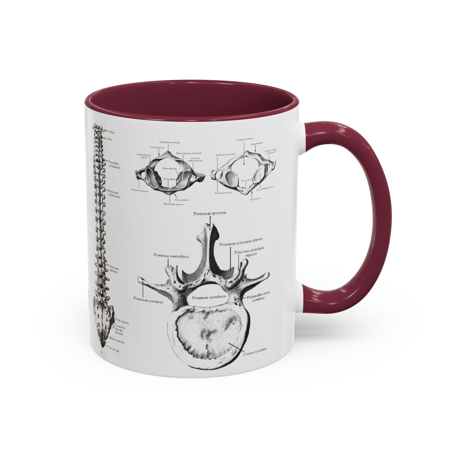 Anatomical Spine Mug, Medical Student Gift, Doctor, Nurse, Neurosurgeon