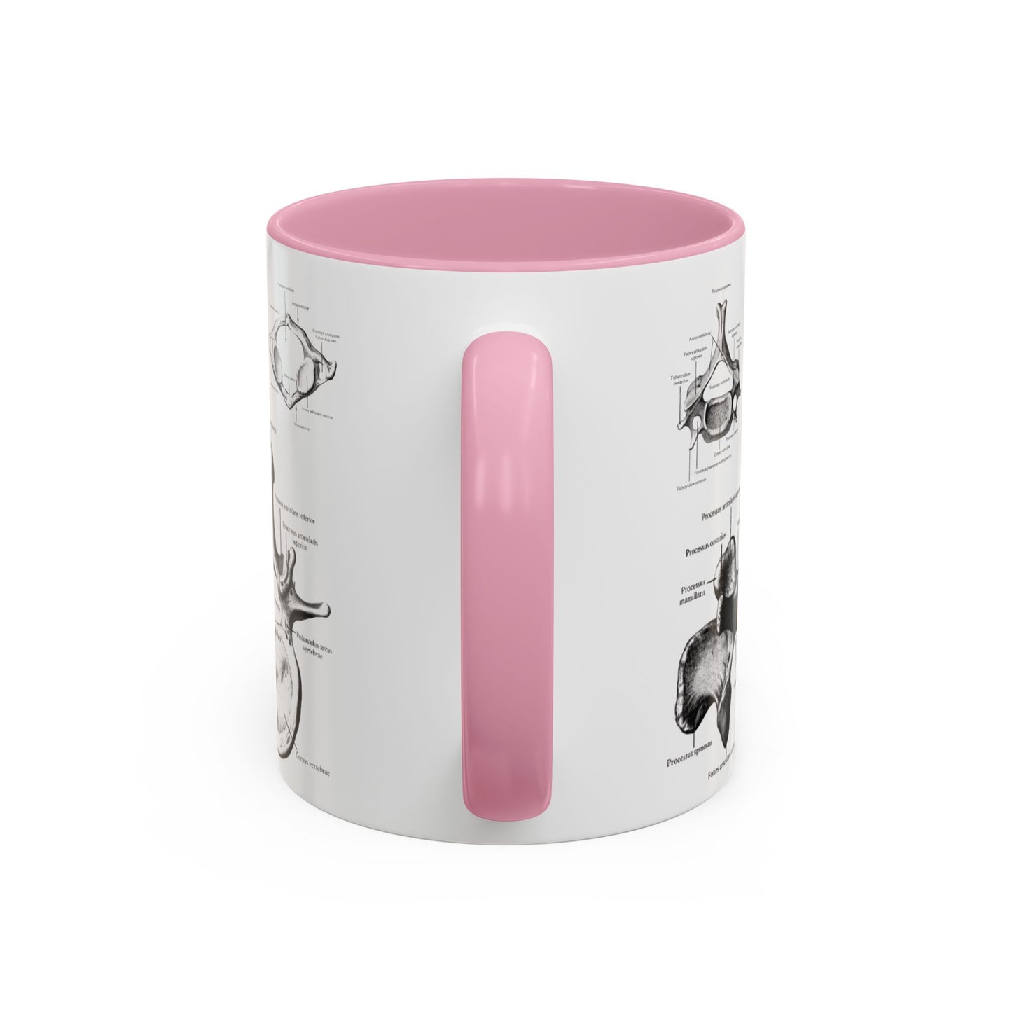 Anatomical Spine Mug, Medical Student Gift, Doctor, Nurse, Neurosurgeon