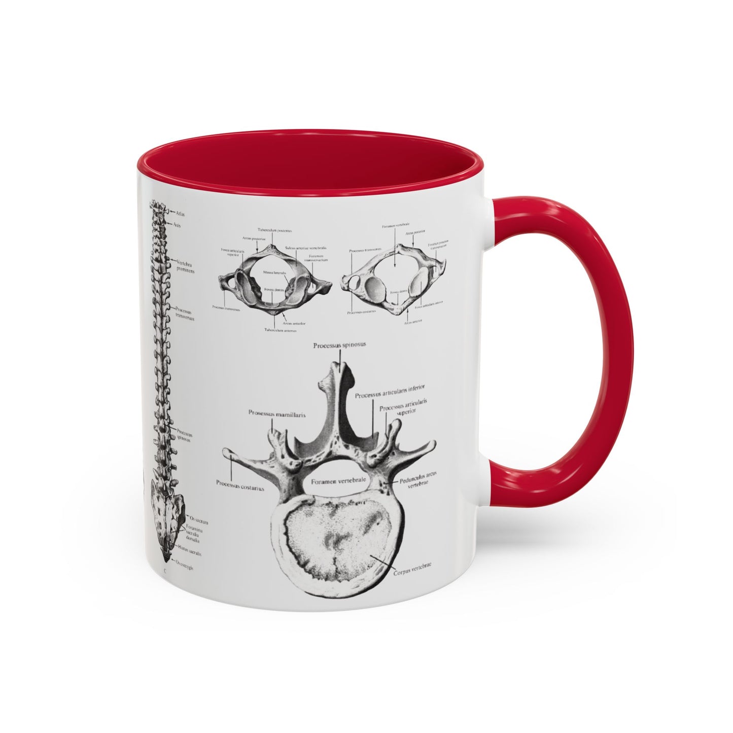 Anatomical Spine Mug, Medical Student Gift, Doctor, Nurse, Neurosurgeon