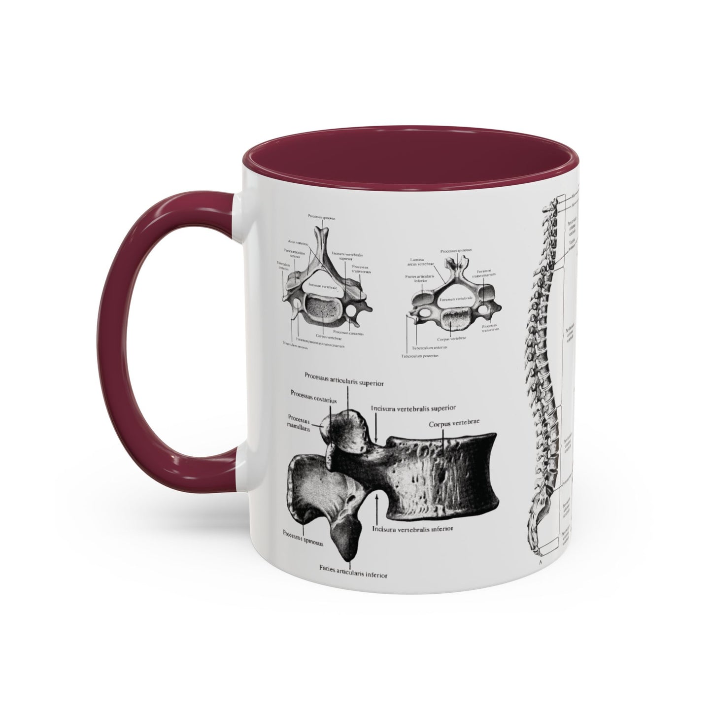 Anatomical Spine Mug, Medical Student Gift, Doctor, Nurse, Neurosurgeon