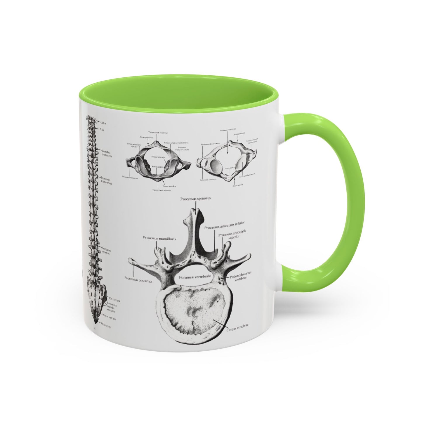 Anatomical Spine Mug, Medical Student Gift, Doctor, Nurse, Neurosurgeon