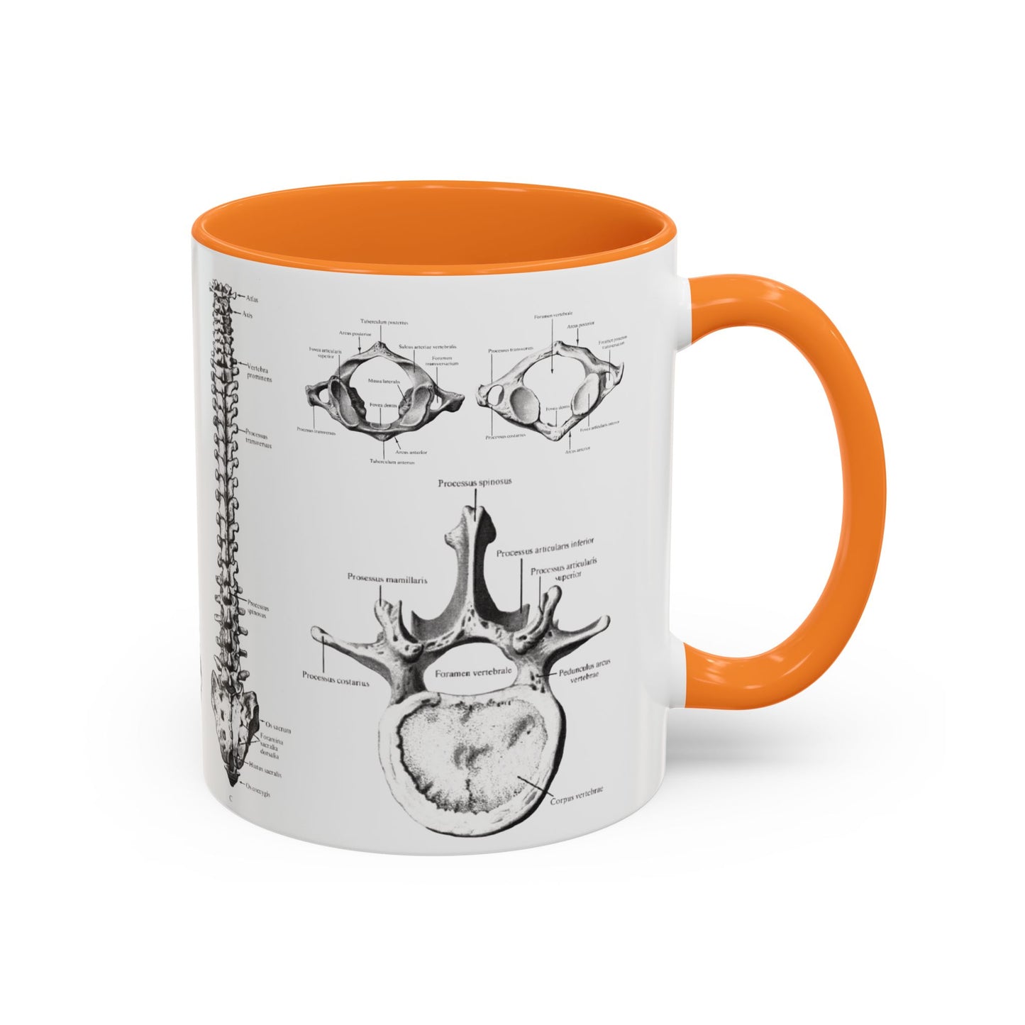 Anatomical Spine Mug, Medical Student Gift, Doctor, Nurse, Neurosurgeon