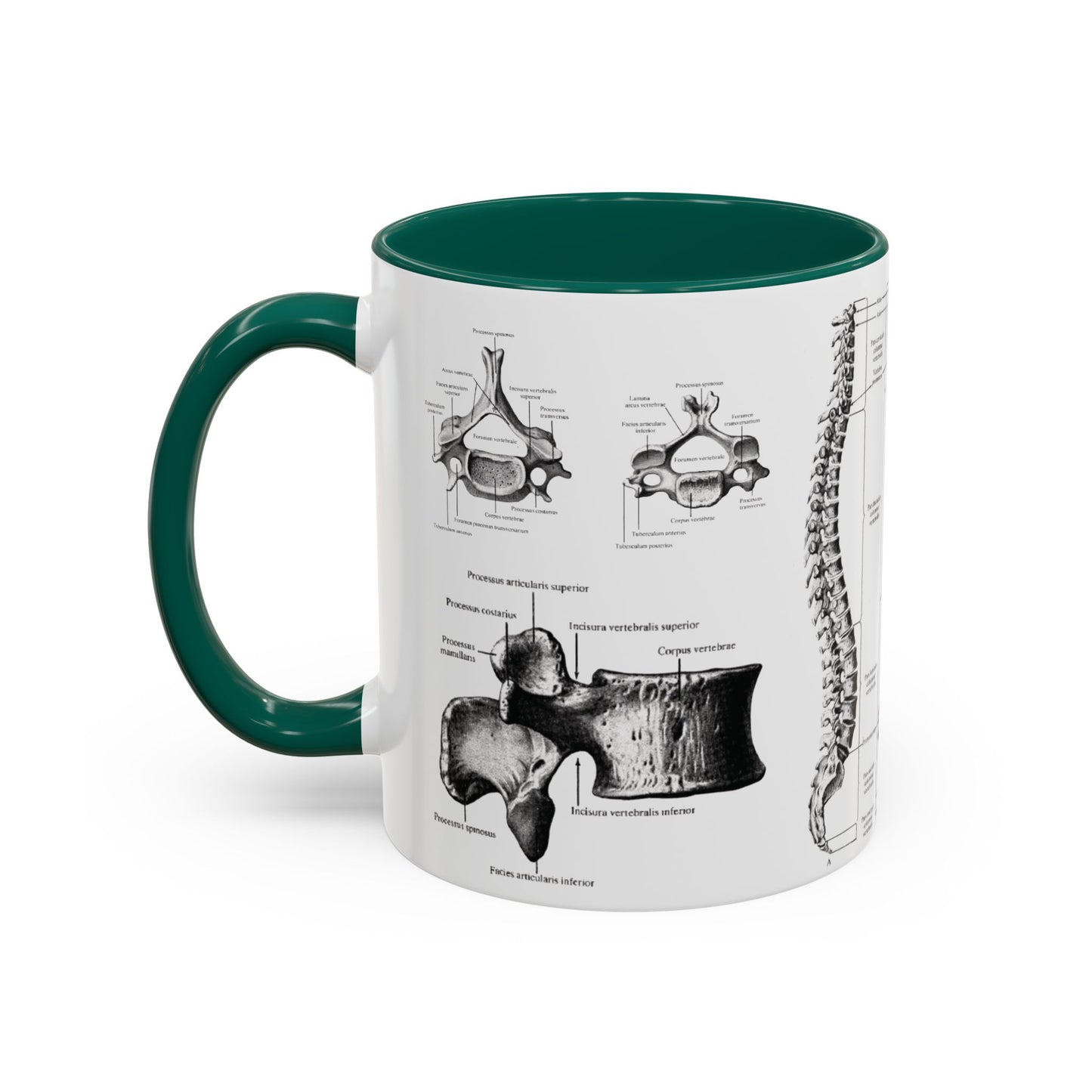 Anatomical Spine Mug, Medical Student Gift, Doctor, Nurse, Neurosurgeon