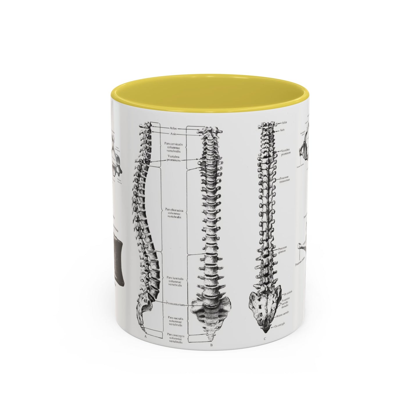 Anatomical Spine Mug, Medical Student Gift, Doctor, Nurse, Neurosurgeon