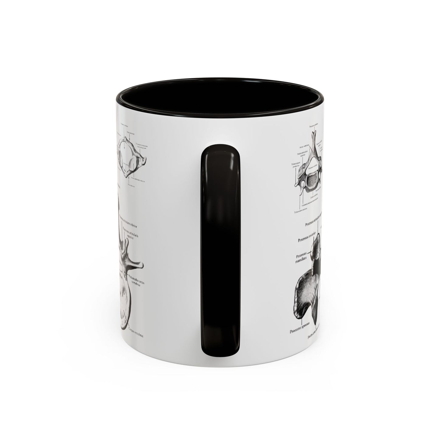 Anatomical Spine Mug, Medical Student Gift, Doctor, Nurse, Neurosurgeon