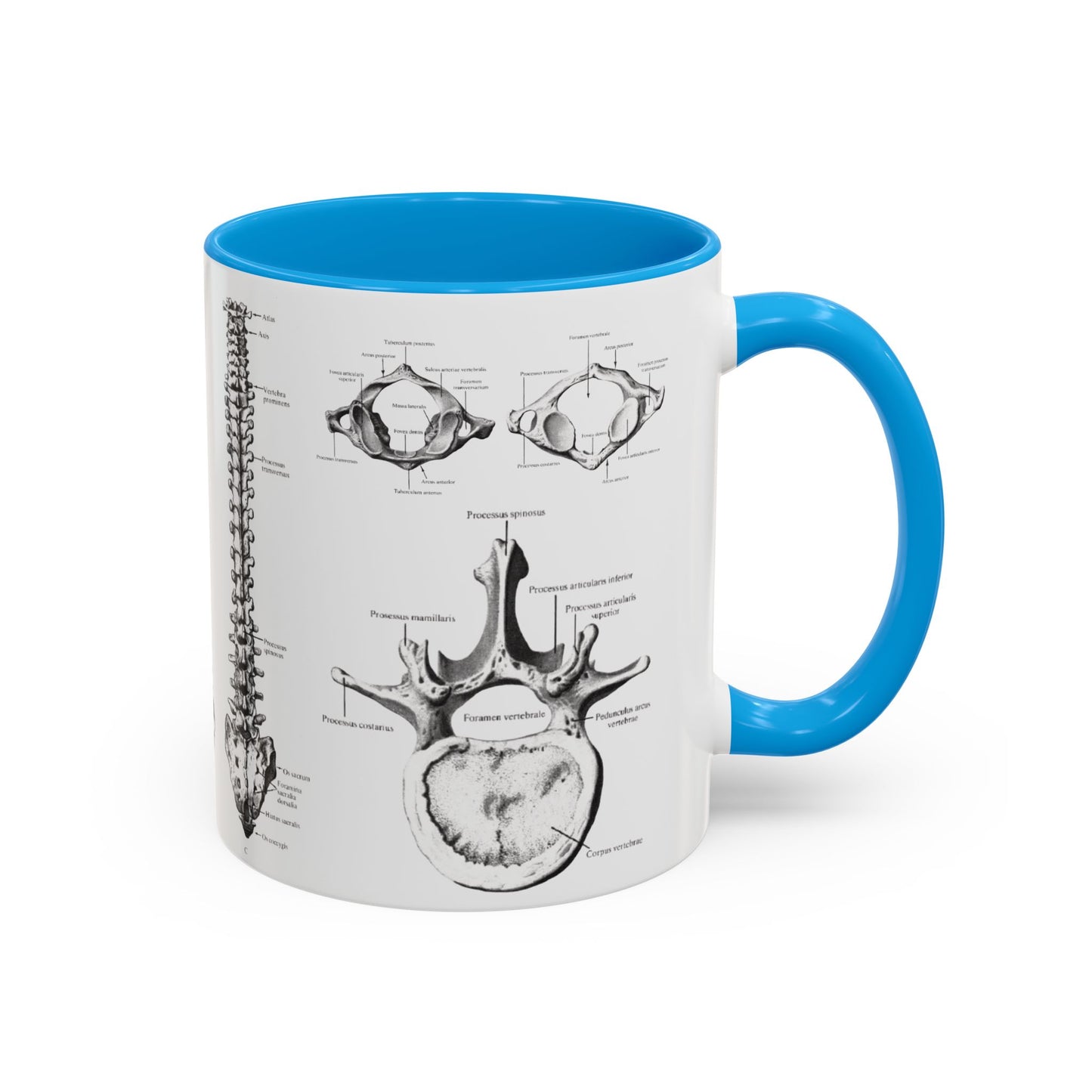 Anatomical Spine Mug, Medical Student Gift, Doctor, Nurse, Neurosurgeon
