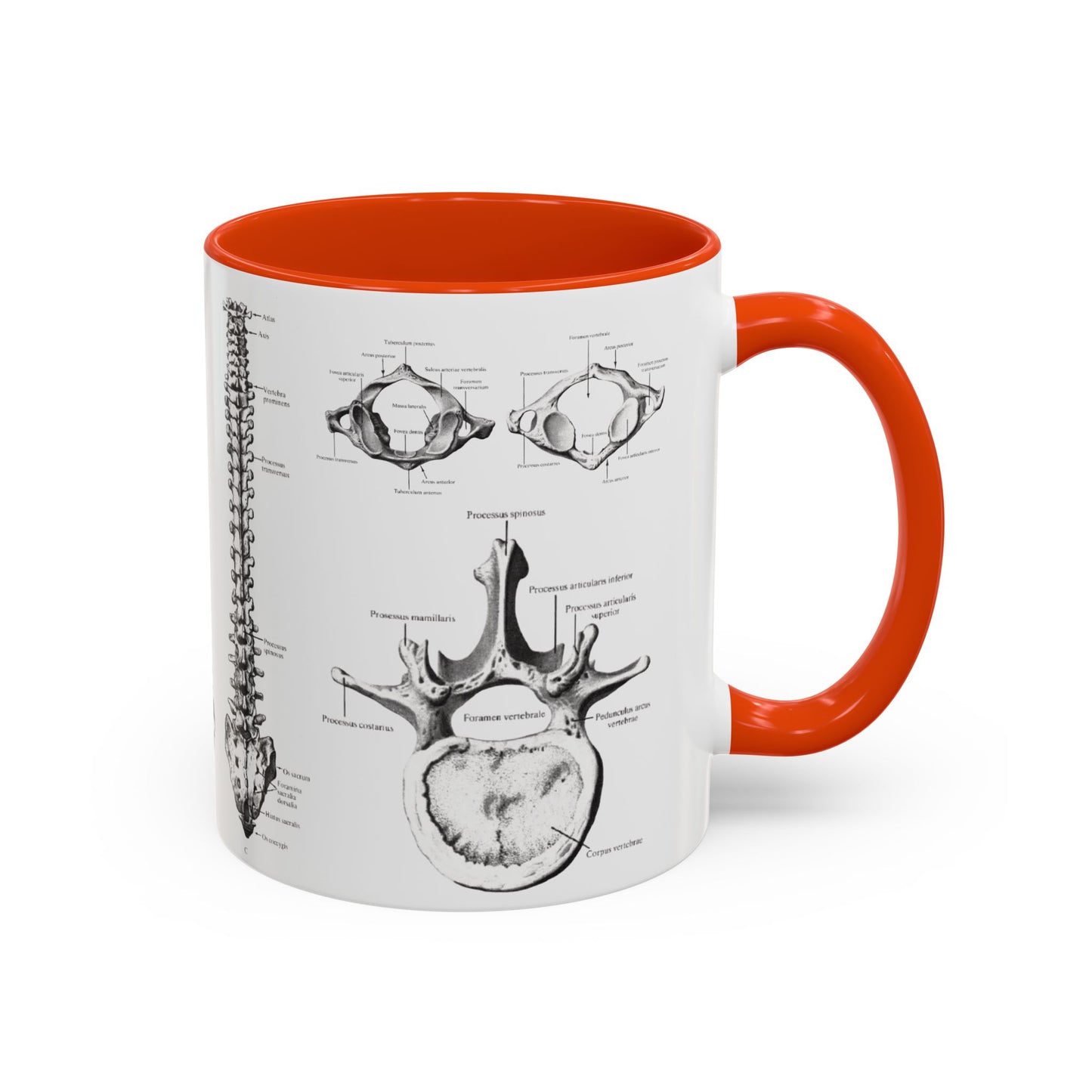Anatomical Spine Mug, Medical Student Gift, Doctor, Nurse, Neurosurgeon