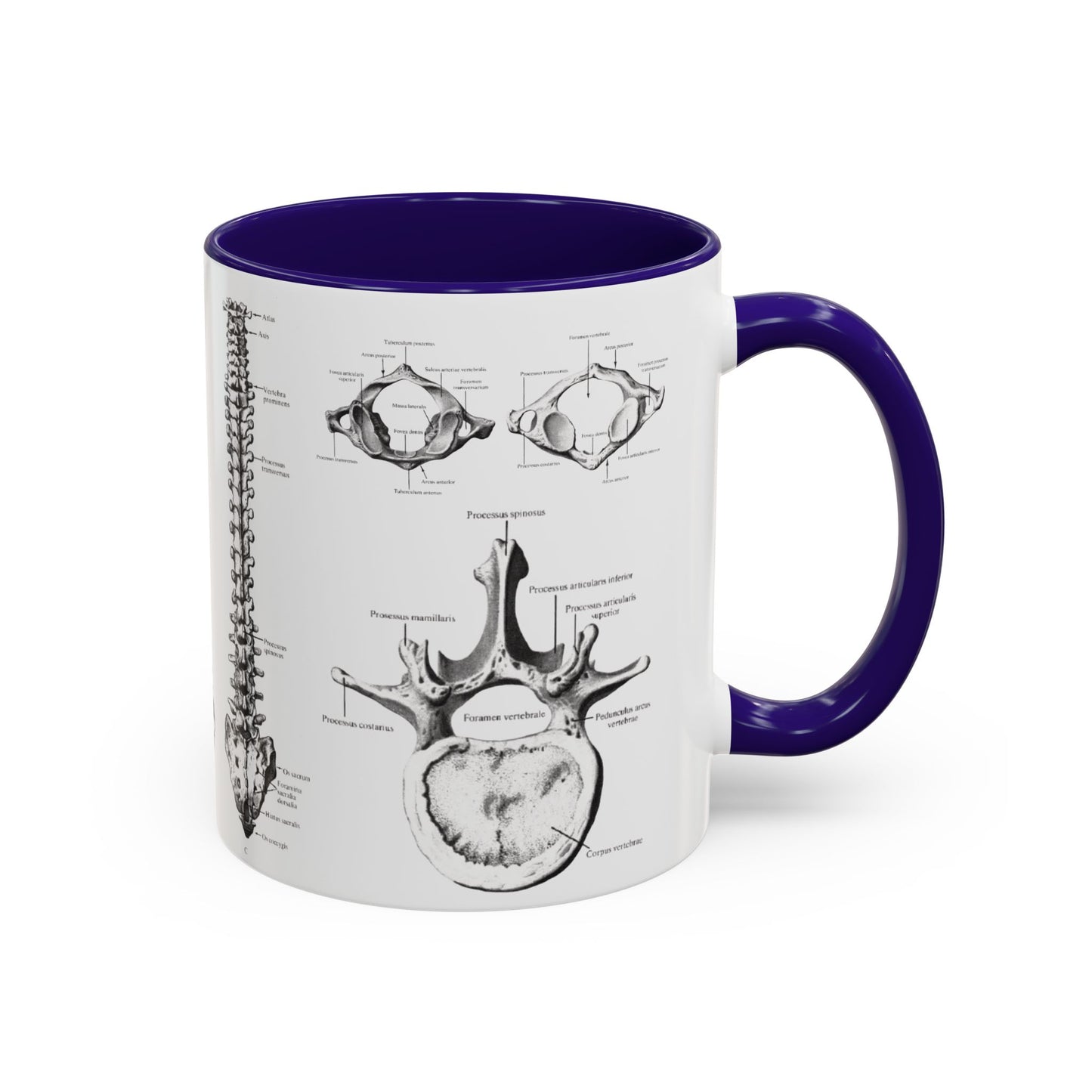 Anatomical Spine Mug, Medical Student Gift, Doctor, Nurse, Neurosurgeon