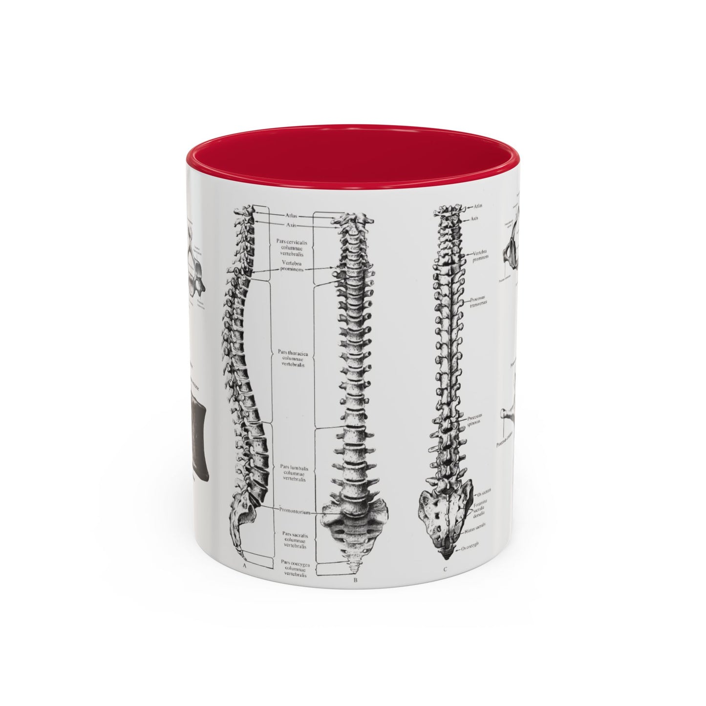 Anatomical Spine Mug, Medical Student Gift, Doctor, Nurse, Neurosurgeon