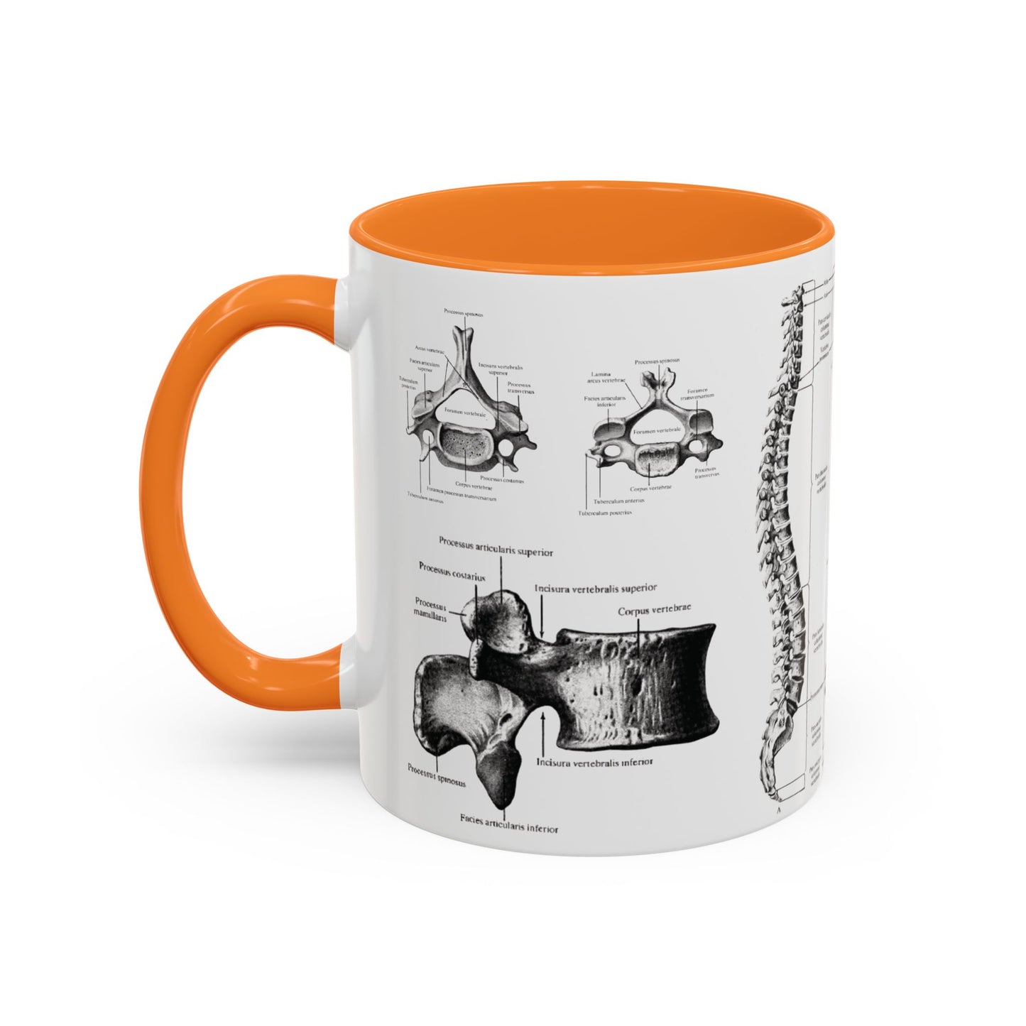 Anatomical Spine Mug, Medical Student Gift, Doctor, Nurse, Neurosurgeon