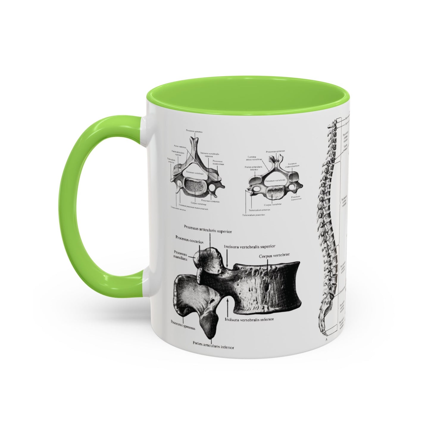 Anatomical Spine Mug, Medical Student Gift, Doctor, Nurse, Neurosurgeon