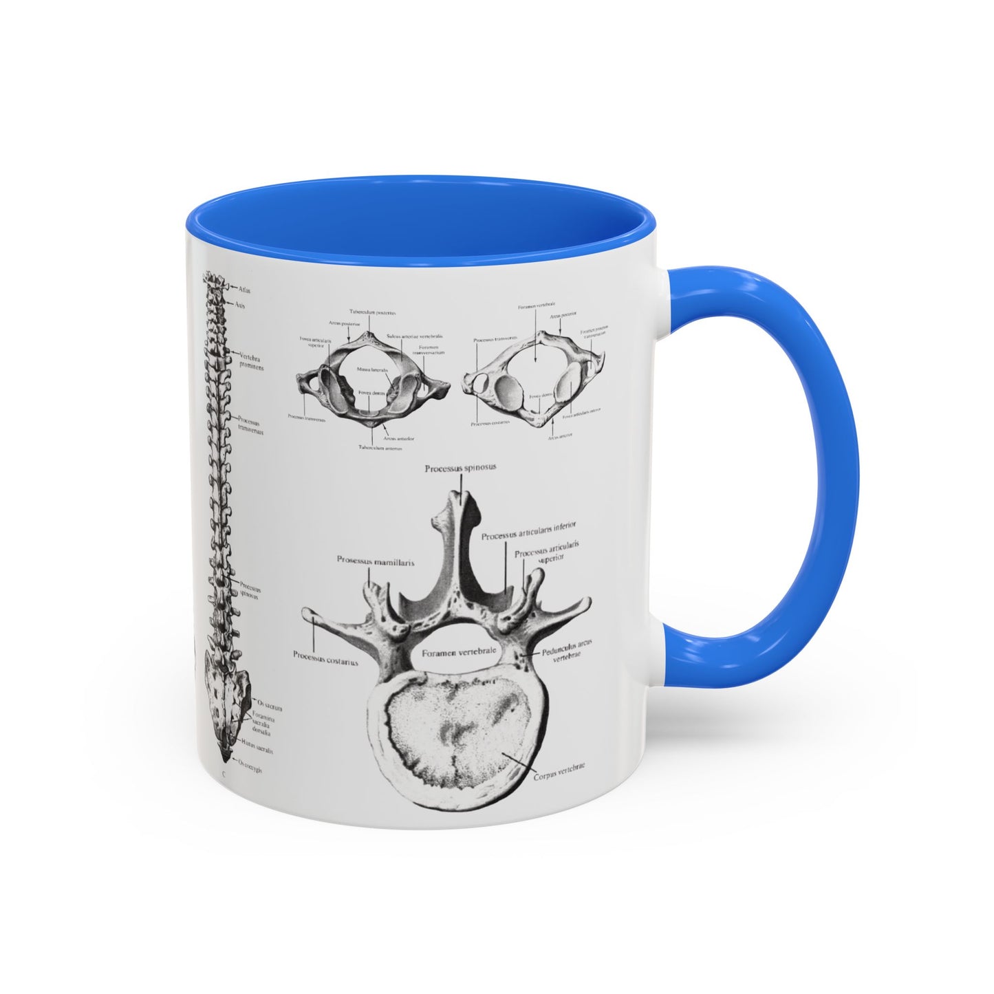 Anatomical Spine Mug, Medical Student Gift, Doctor, Nurse, Neurosurgeon