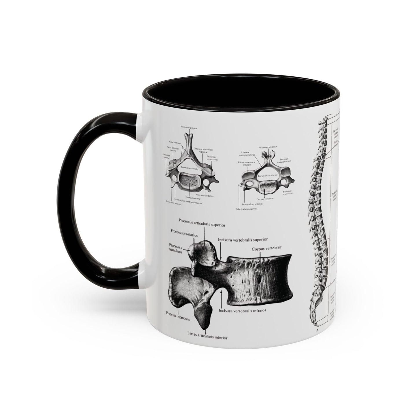 Anatomical Spine Mug, Medical Student Gift, Doctor, Nurse, Neurosurgeon
