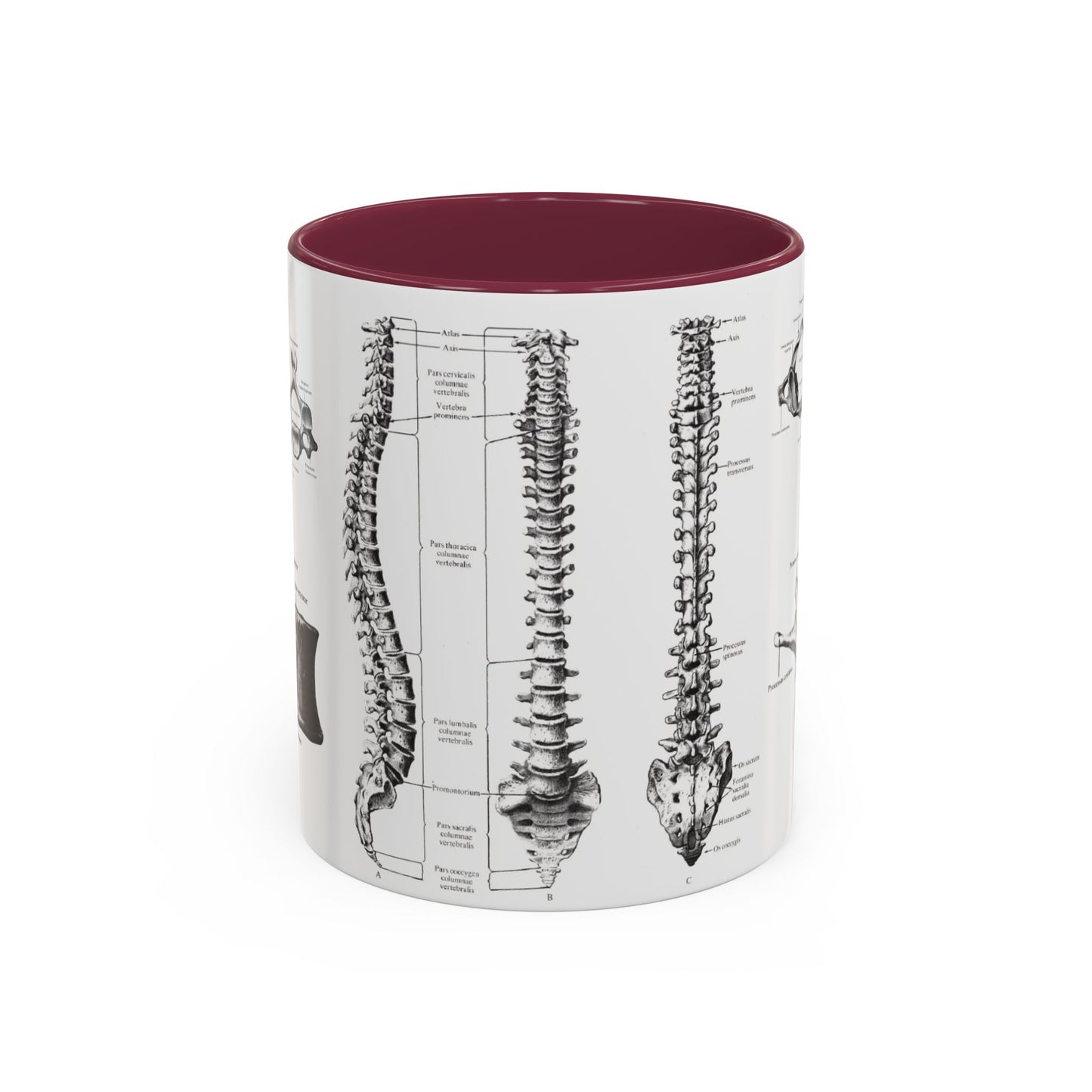 Anatomical Spine Mug, Medical Student Gift, Doctor, Nurse, Neurosurgeon
