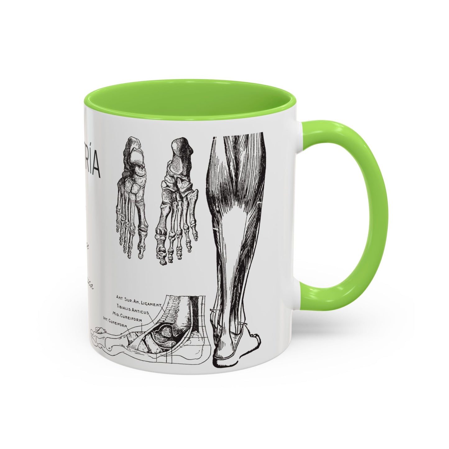 Taza Podología Pie Anatómico, Regalo Podólogo, Taza Anatomía Médica, Taza Doctor, Taza Estudiante Medicina, Personal Sanitario