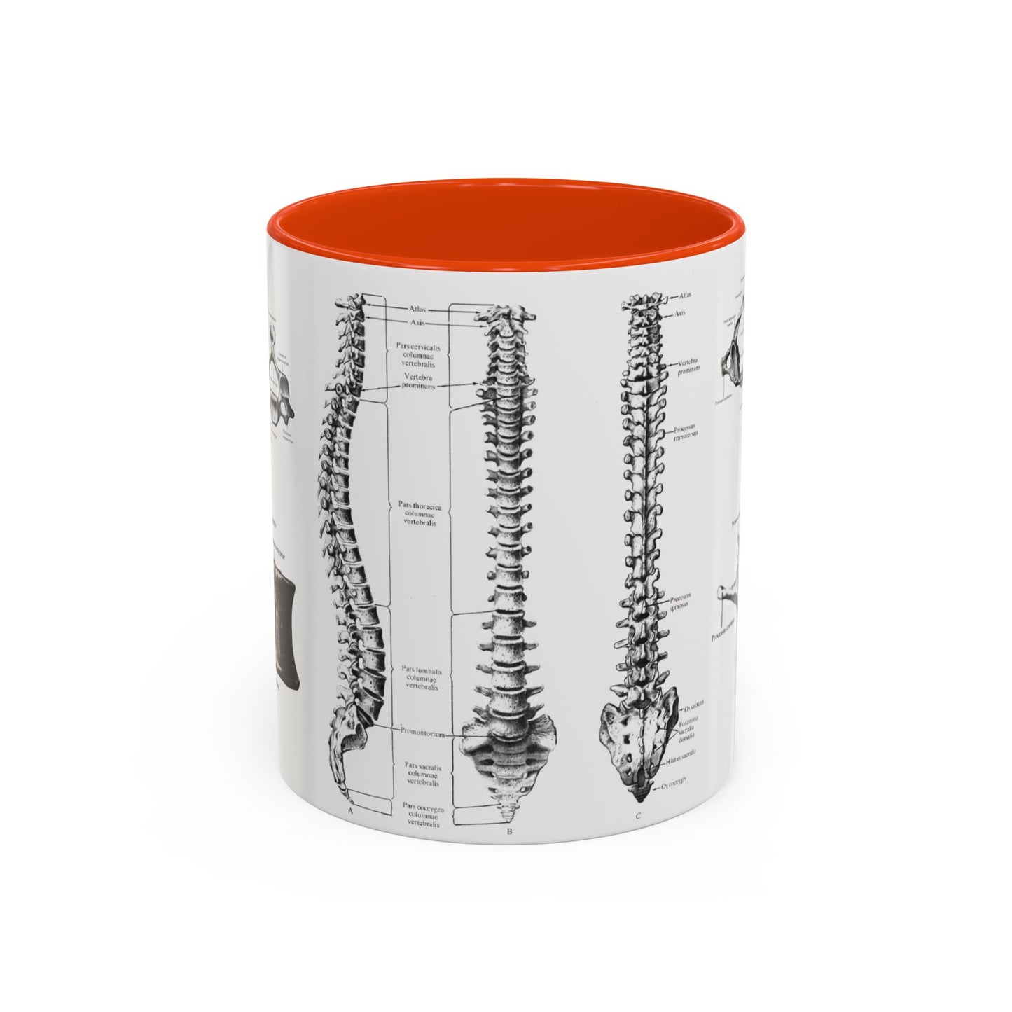 Anatomical Spine Mug, Medical Student Gift, Doctor, Nurse, Neurosurgeon