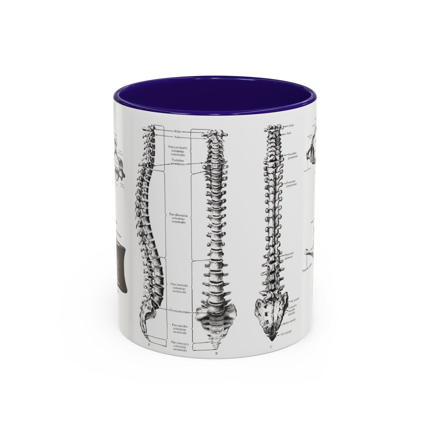 Anatomical Spine Mug, Medical Student Gift, Doctor, Nurse, Neurosurgeon