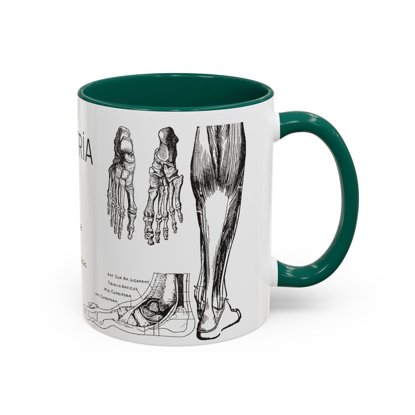 Taza Podología Pie Anatómico, Regalo Podólogo, Taza Anatomía Médica, Taza Doctor, Taza Estudiante Medicina, Personal Sanitario