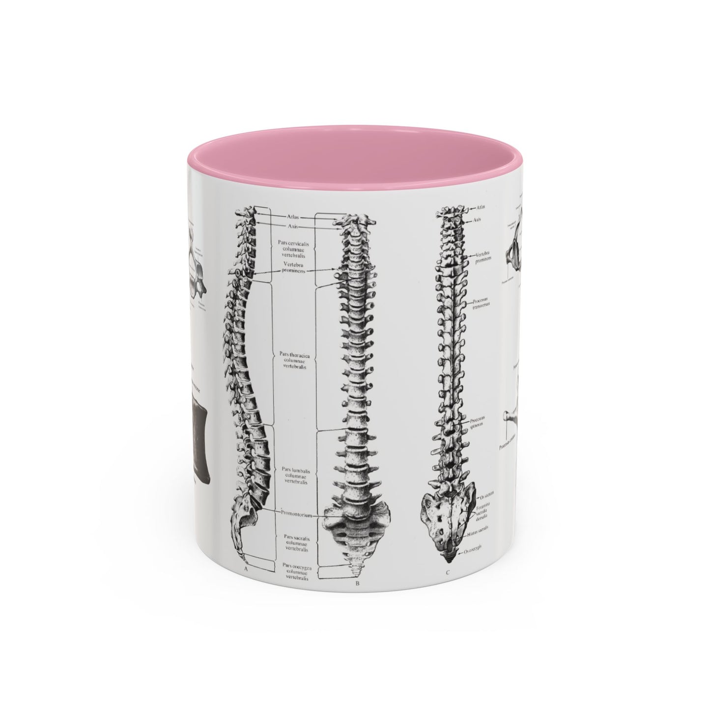 Anatomical Spine Mug, Medical Student Gift, Doctor, Nurse, Neurosurgeon