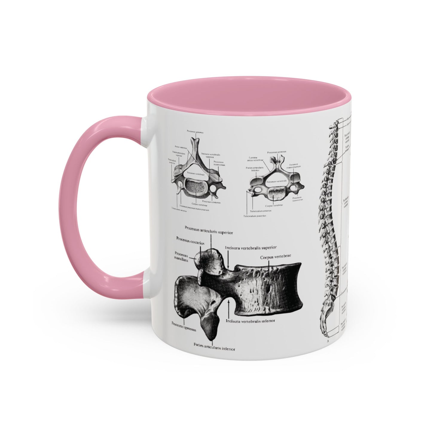 Anatomical Spine Mug, Medical Student Gift, Doctor, Nurse, Neurosurgeon