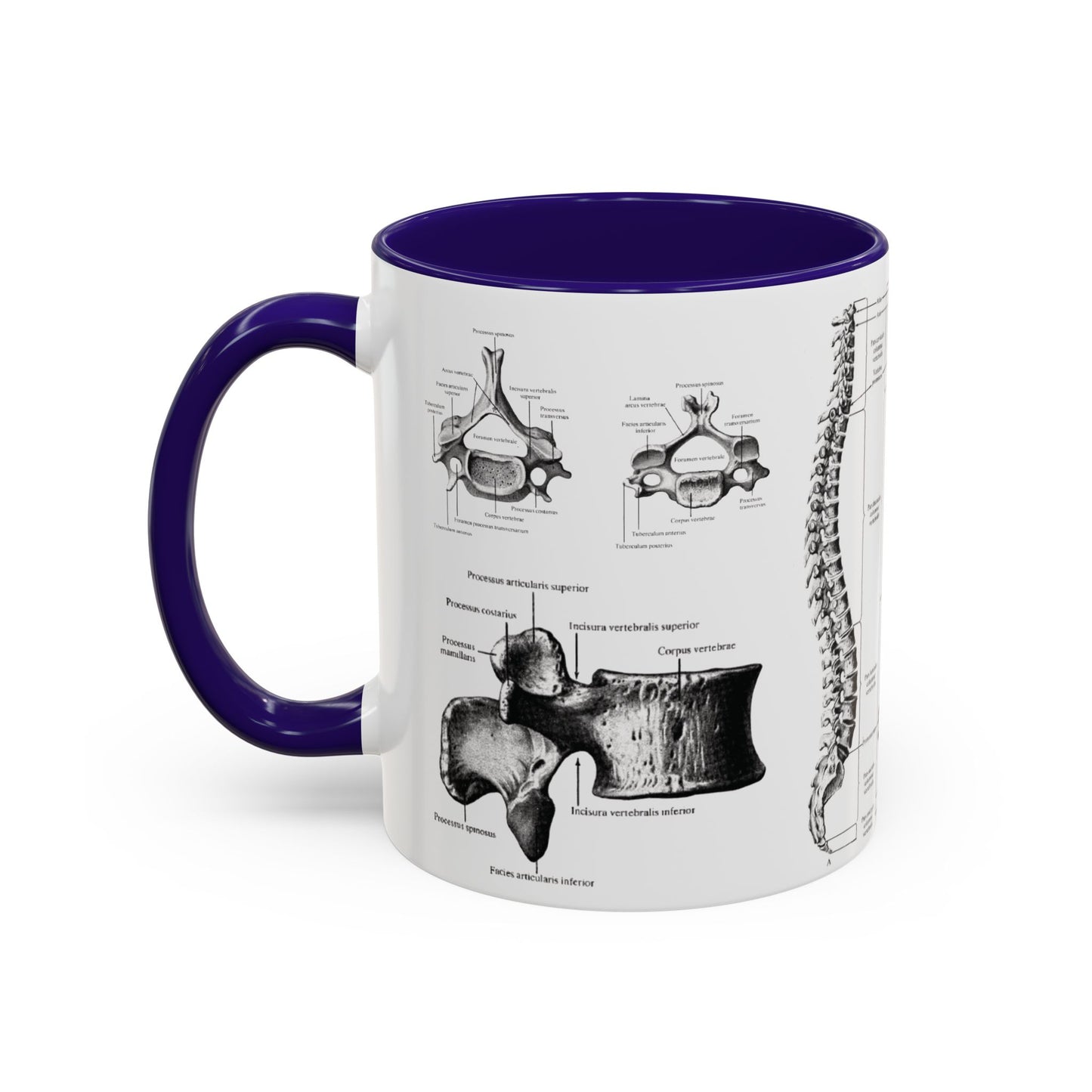 Anatomical Spine Mug, Medical Student Gift, Doctor, Nurse, Neurosurgeon