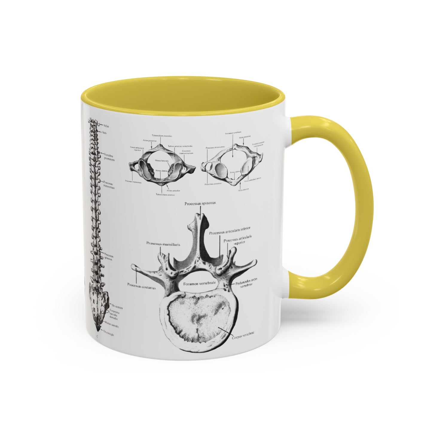 Anatomical Spine Mug, Medical Student Gift, Doctor, Nurse, Neurosurgeon