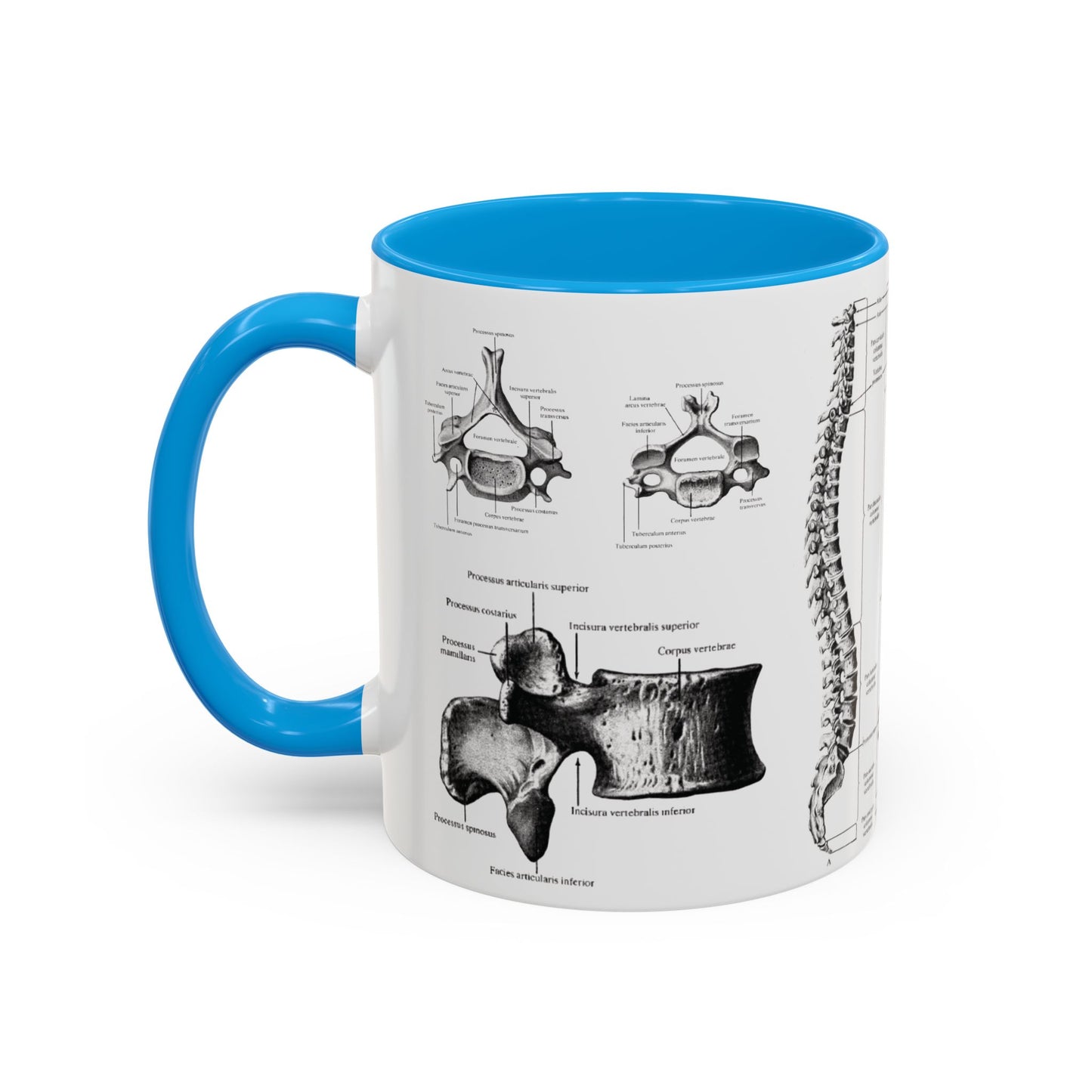 Anatomical Spine Mug, Medical Student Gift, Doctor, Nurse, Neurosurgeon